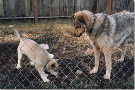 1993_Shelby I & Amelia II