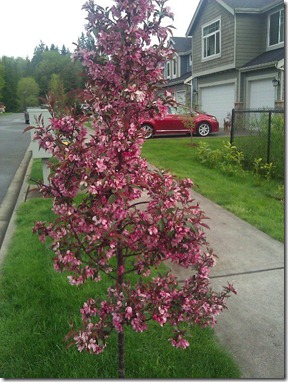 CrabApple2012