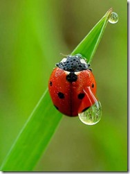 1016163_615294115170482_257099863_n