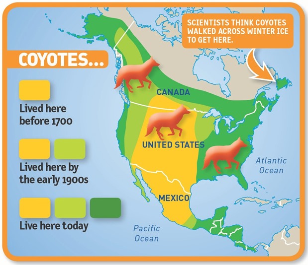 coyoteMap