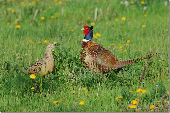 pheasant pair2