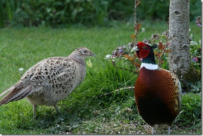 pheasant pair_4098