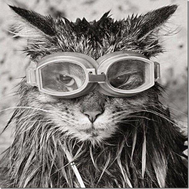 GlassesCat